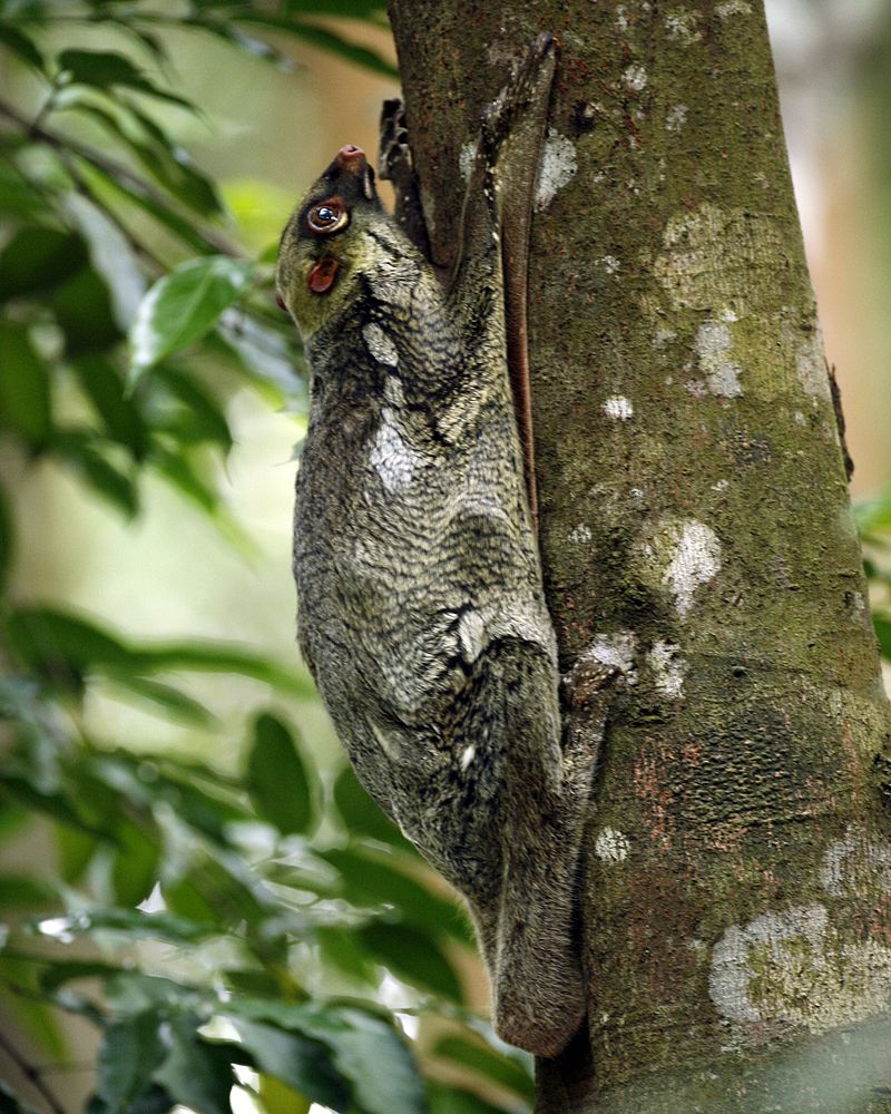 animals found only in the phililppines - Philippine Flying Lemur