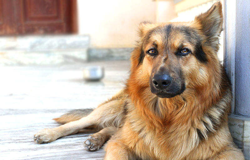 dog breeds philippines - german sheperd