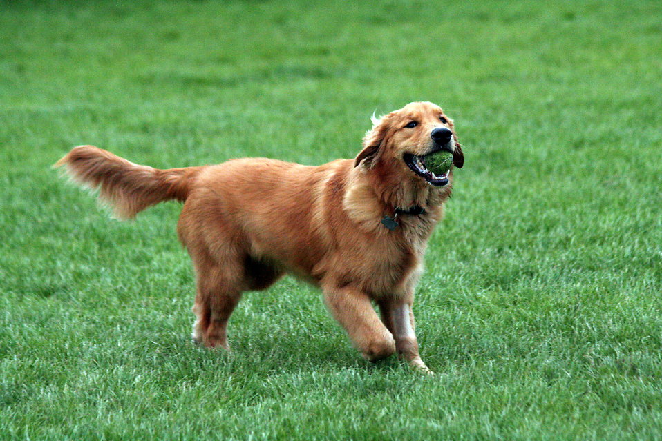 dog breeds philippines - golden retriever
